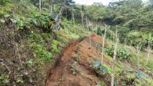 Fomento Agroforestal en Áreas Amenazadas en la Cuenca del Río Guanajuma