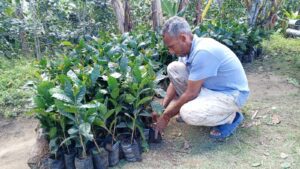 Fomento Agroforestal en Áreas Amenazadas en la Cuenca del Río Guanajuma