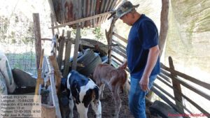 Fortalecimiento de los sistemas silvopastoriles en la Sierra – Segunda etapa