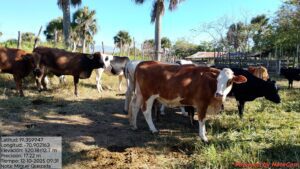 Fortalecimiento de los sistemas silvopastoriles en la Sierra – Segunda etapa