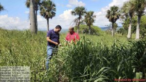 Fortalecimiento de los sistemas silvopastoriles en la Sierra – Segunda etapa