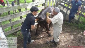Fortalecimiento de los sistemas silvopastoriles en la Sierra – Segunda etapa