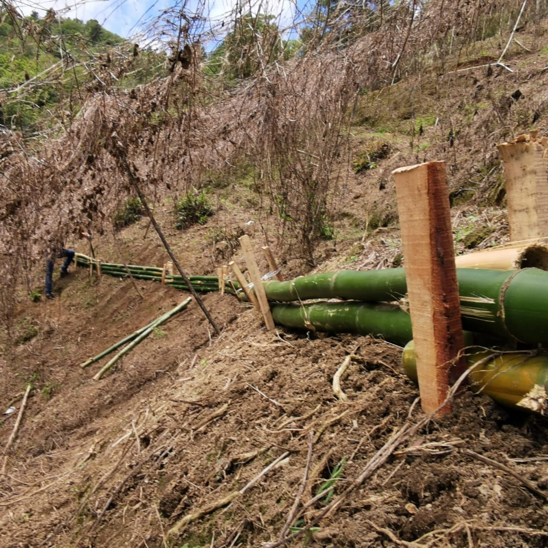 Restauración de Ecosistemas Frágiles en la Microcuenca Arraiján