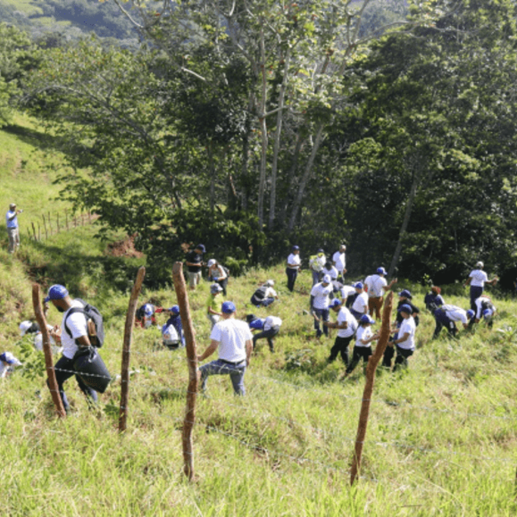 Restauración Ecosistémica de Arroyos en la Margen Sur de la Cordillera Septentrional