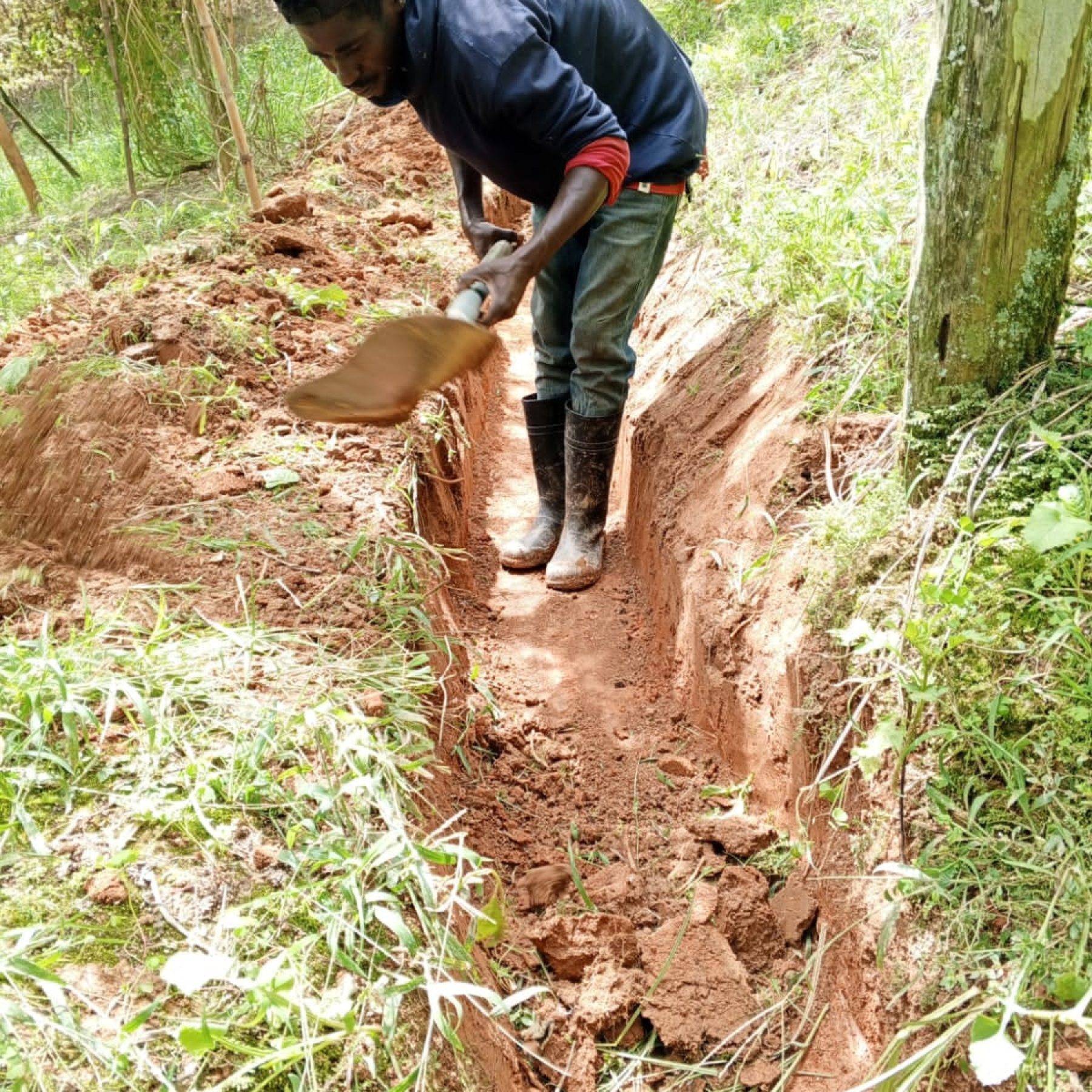 Fomento y Protección de la Cobertura Arbórea en la Cuenca del Río Yaque del Norte – Fase II