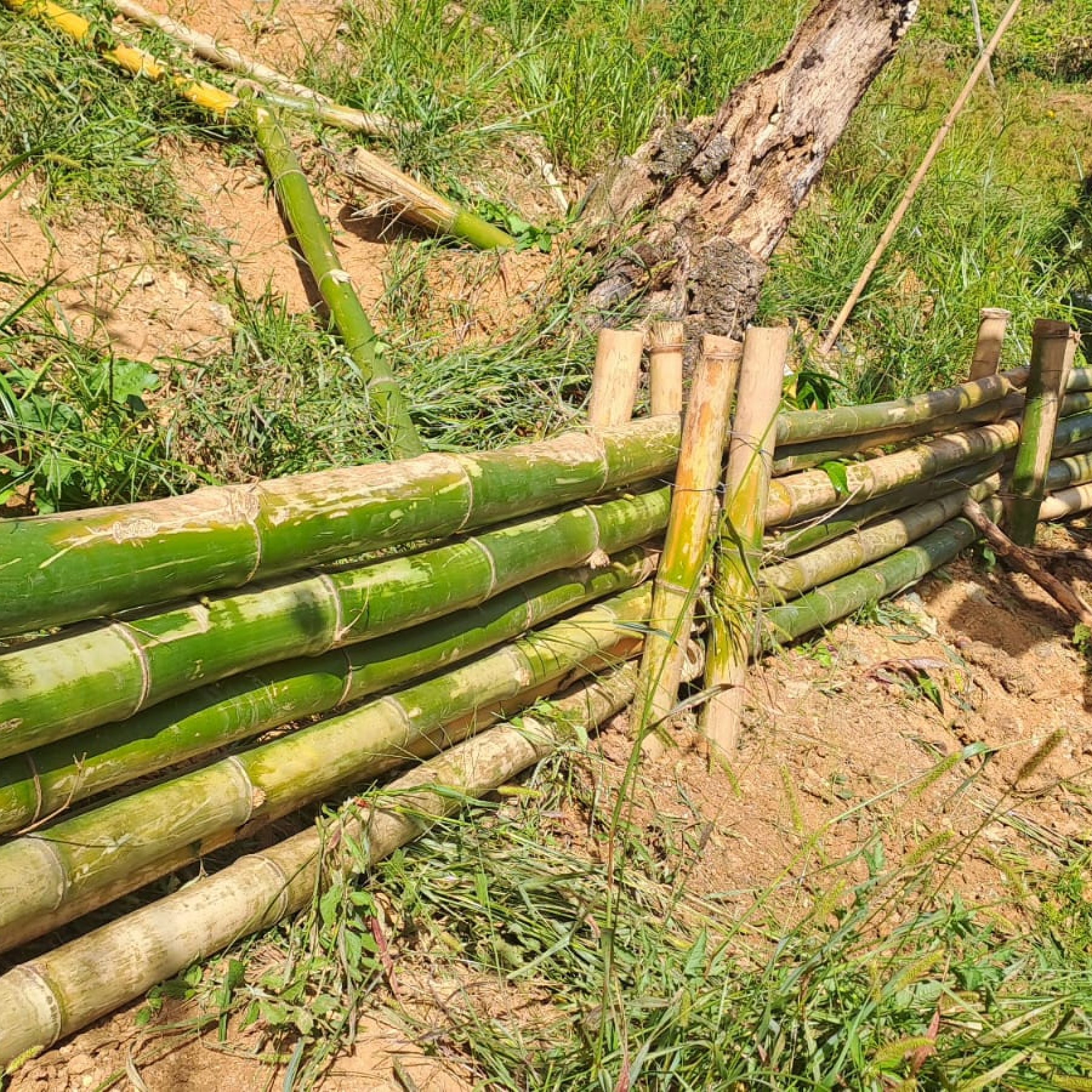 Fomento y Protección de la Cobertura Arbórea en la Cuenca del Río Yaque del Norte – Fase II
