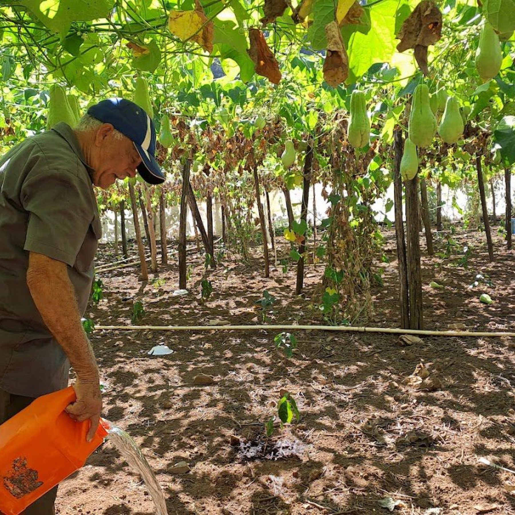 Restauración de Ecosistemas Frágiles en la Microcuenca Arraiján