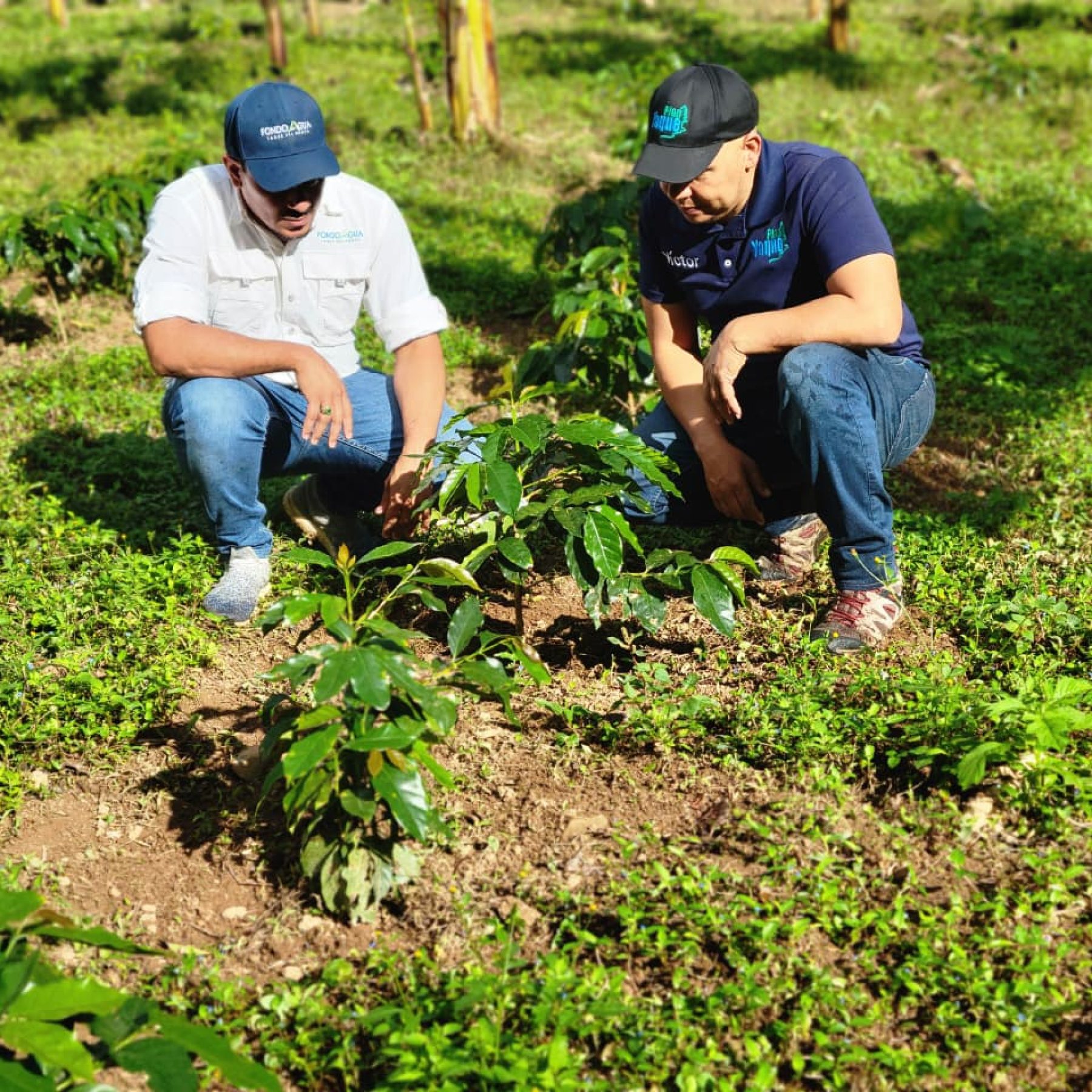 Fomento Agroforestal en Áreas Amenazadas en la Cuenca del Río Guanajuma