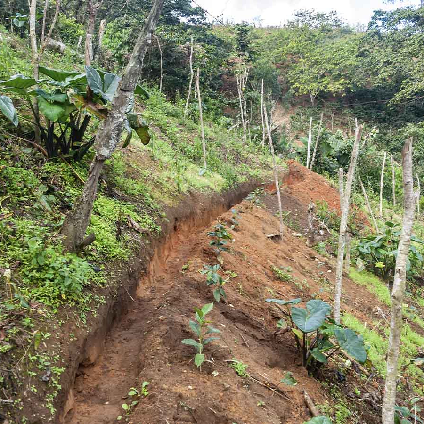 Fomento Agroforestal en Áreas Amenazadas en la Cuenca del Río Guanajuma