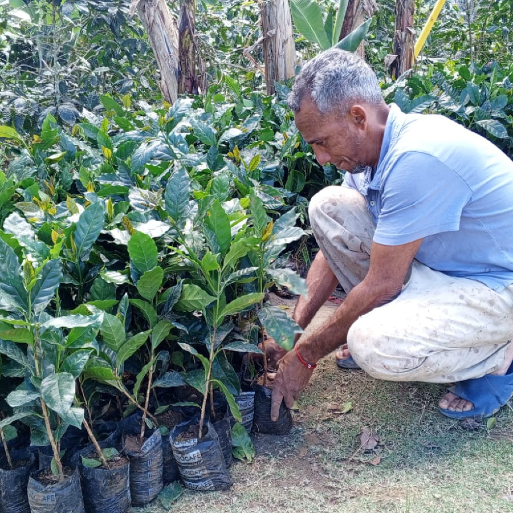 Fomento Agroforestal en Áreas Amenazadas en la Cuenca del Río Guanajuma