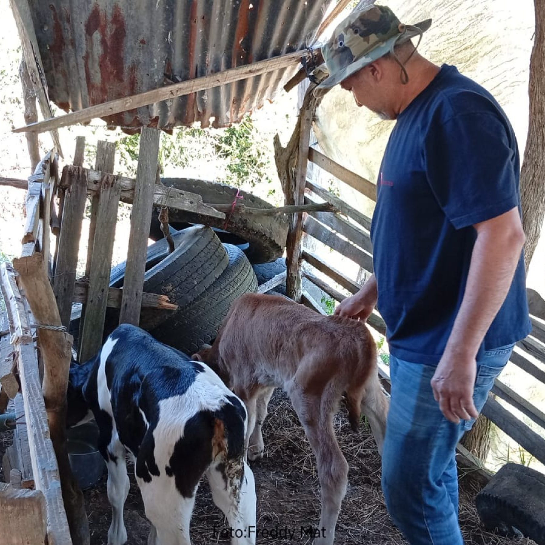 Fortalecimiento de los sistemas silvopastoriles en la Sierra – Segunda etapa