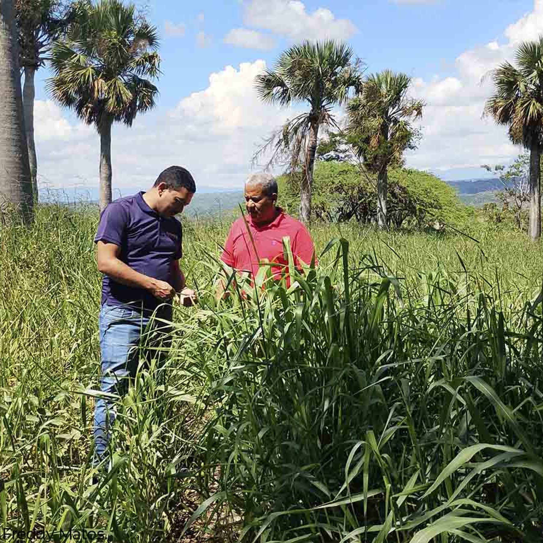 Fortalecimiento de los sistemas silvopastoriles en la Sierra – Segunda etapa