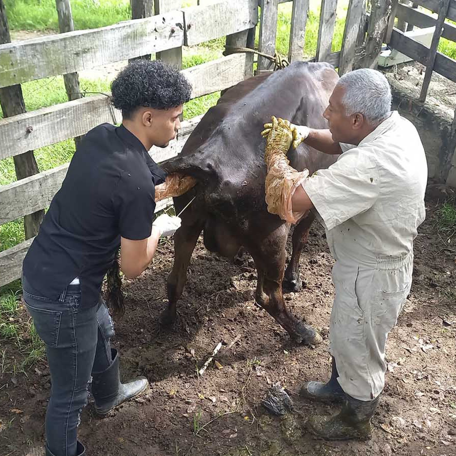 Fortalecimiento de los sistemas silvopastoriles en la Sierra – Segunda etapa